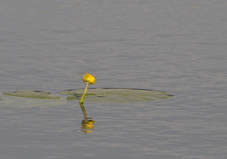 .....di luce riflessa